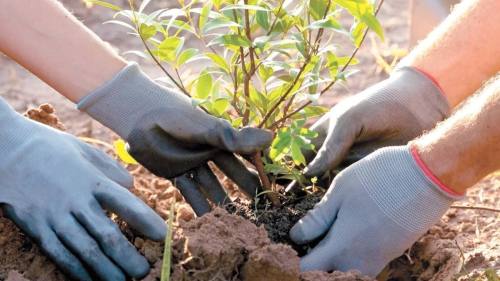 Bolivia apuesta por una economía verde tras perder $us 100.000 millones por el aislamiento internaci