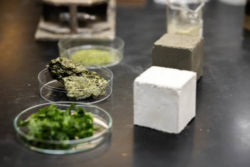 Científicos estadounidenses incorporan algas para reducir la huella de CO2 del hormigón